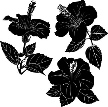 Hibiscus çiçek