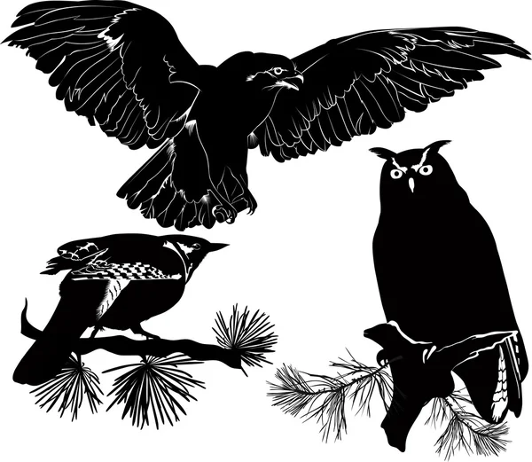 杜鹃鸟、 猫头鹰和鹰 — 图库矢量图片