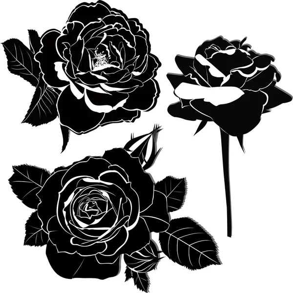 Black roses — Stock Vector