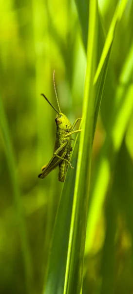 Gräshoppa på gräset — Stockfoto
