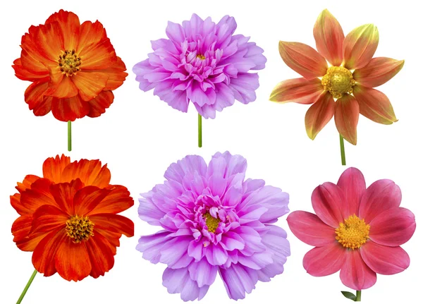 Dahlias, cosmos and  aster flowers — Stock Photo, Image