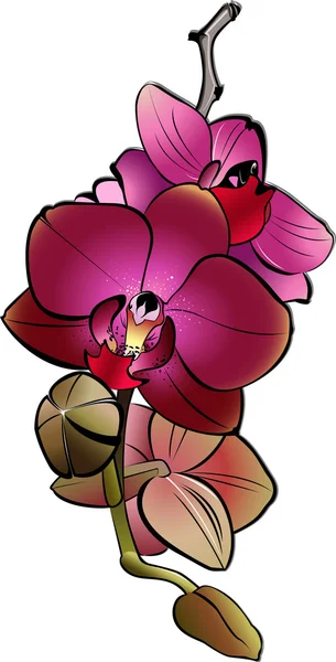 Dessin orchidée pourpre — Image vectorielle