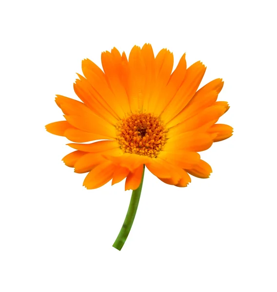 Gerberas de naranja —  Fotos de Stock