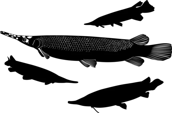 Silhouettes of  pike Lepisosteus osseus — Stock Vector