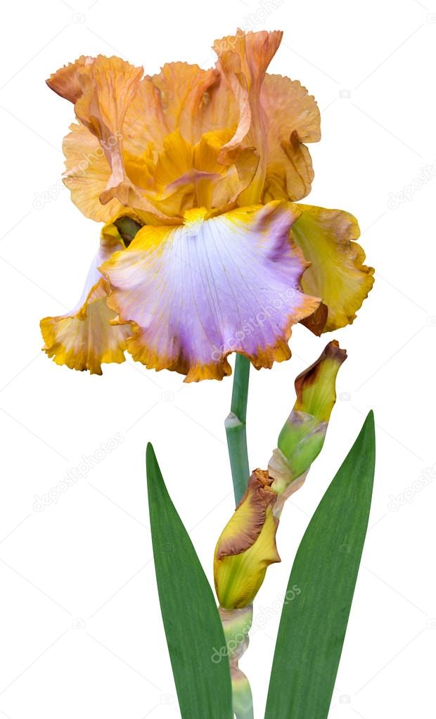 Iris y orquídeas fotos de stock, imágenes de Iris y orquídeas sin royalties  | Depositphotos
