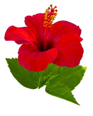 Kırmızı ebegümeci