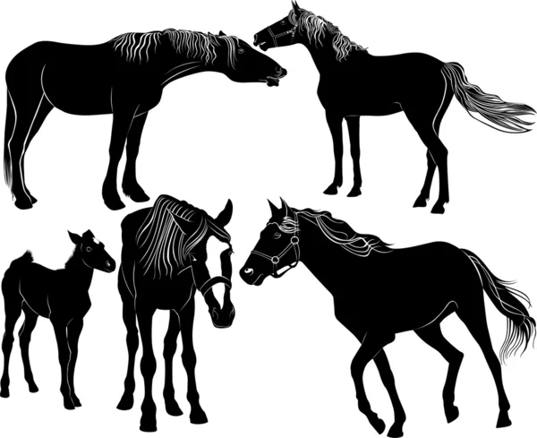 Koně — Stockový vektor