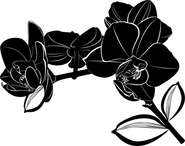 Orquídeas — Vector de stock