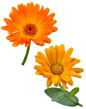 Calendula çiçekler