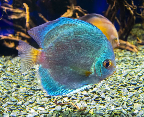 Peces en el acuario — Foto de Stock