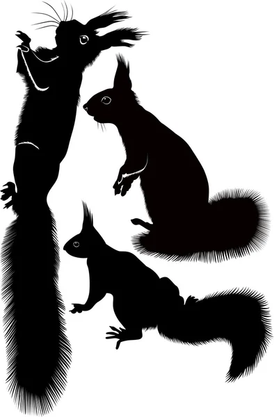 Wild squirrel silhouette — Stock Vector