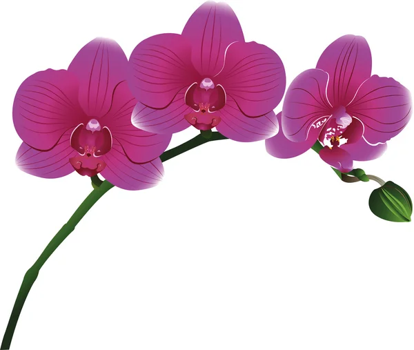 Flores de orquídeas rosas — Vector de stock