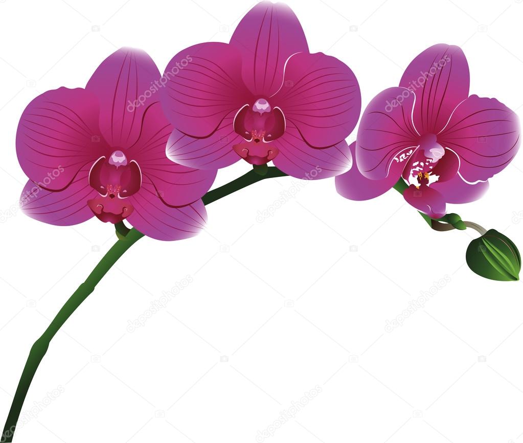 Pink orchids flowers  vector