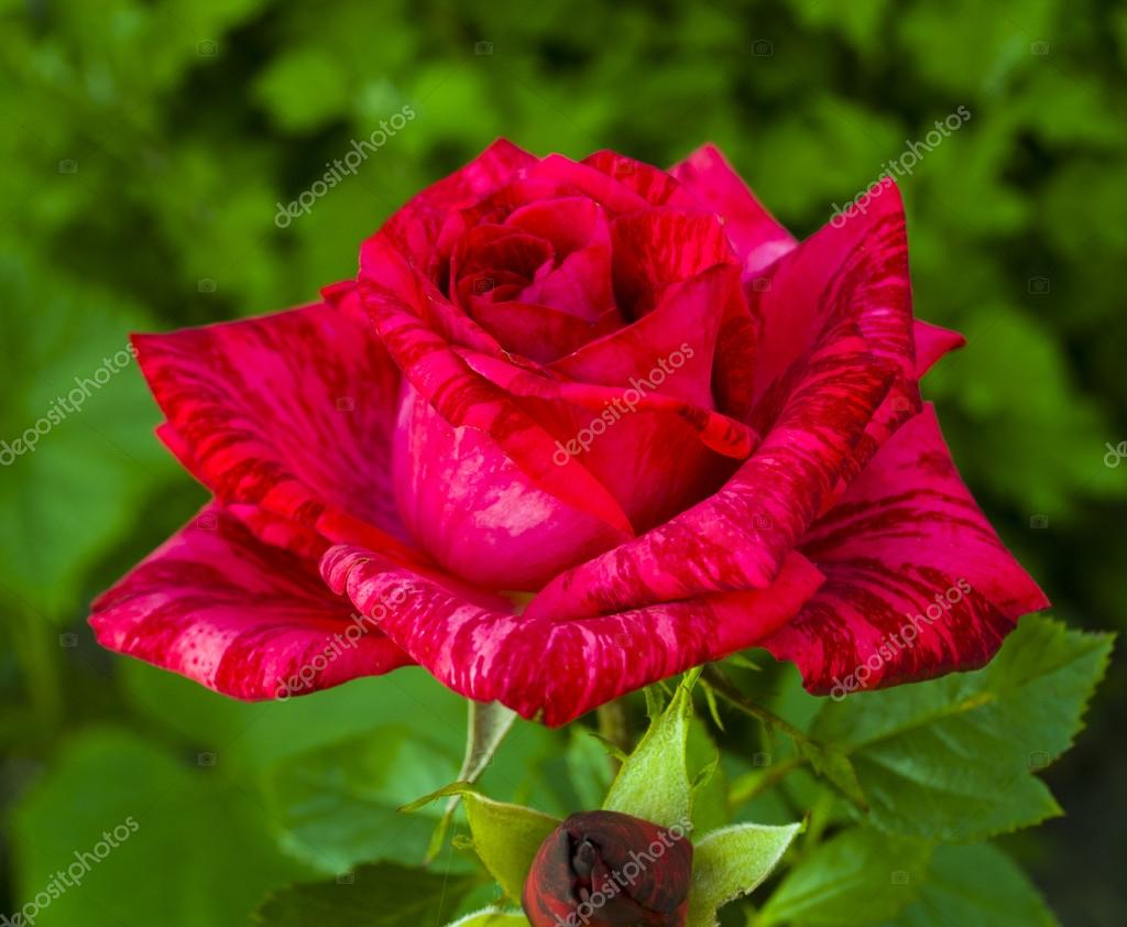 Rouge Rose Qui Fleurit Photographie Weter777 57707579