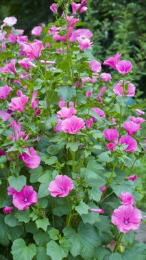 Mallow çiçekler