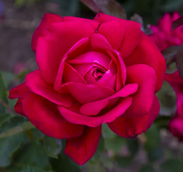 Rose blomma i trädgården — Stockfoto