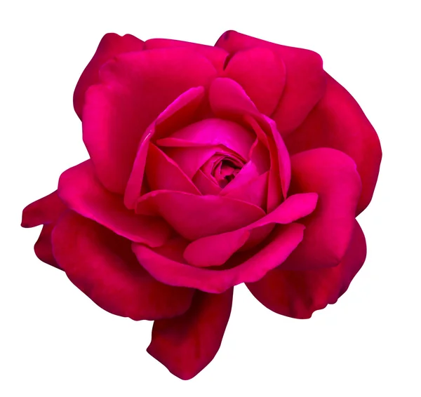 Φωτεινά Ροζ Τριαντάφυλλο Που Απομονώνονται Λευκό Φόντο — Φωτογραφία Αρχείου