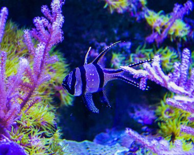 Egzotik tropikal balıklar