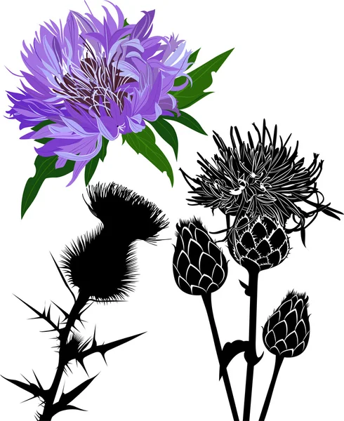 Thistle flower and silhouette — Stock Vector