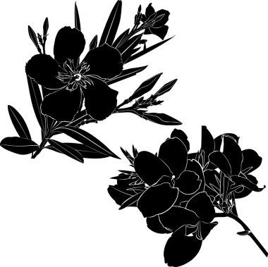 Azalea flowers silhouette
