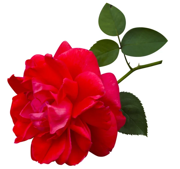 孤立的玫瑰花朵 — 图库照片