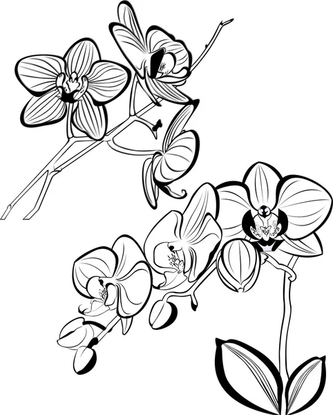 Orchids flowers outline — Stock Vector