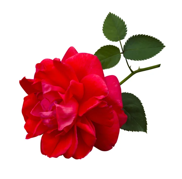 Rosa rossa che fiorisce — Foto Stock