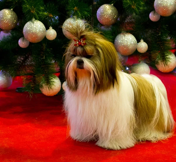 Hund maltesisch — Stockfoto