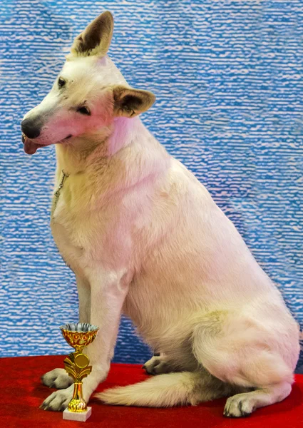 White Shepherd Dog — Zdjęcie stockowe