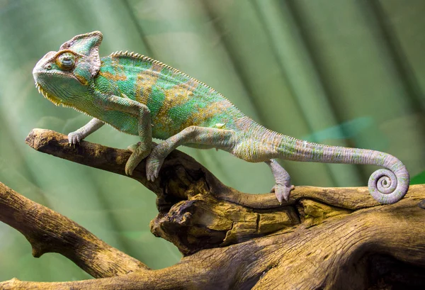 Iguana djur på gren — Stockfoto
