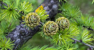 Branch with pine cones clipart