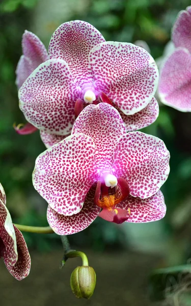 Fiori striati del orchid — Foto Stock