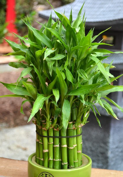 タケ植物の鍋で — ストック写真