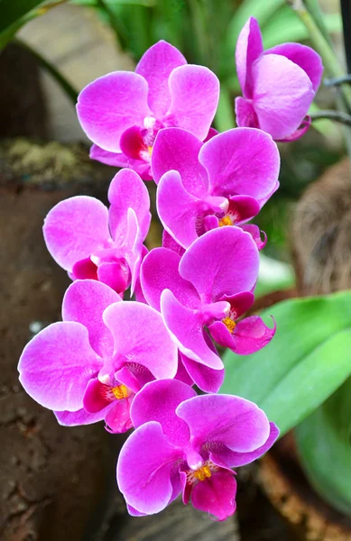 Fiori striati del orchid — Foto Stock