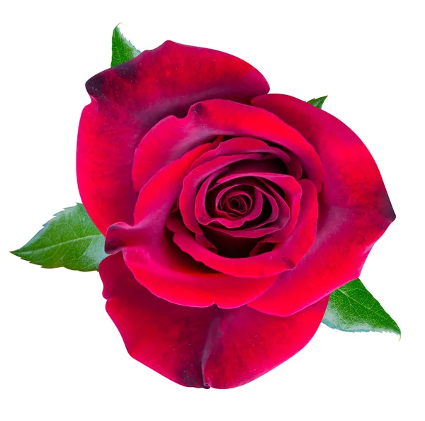 Красная роза цветет — стоковое фото