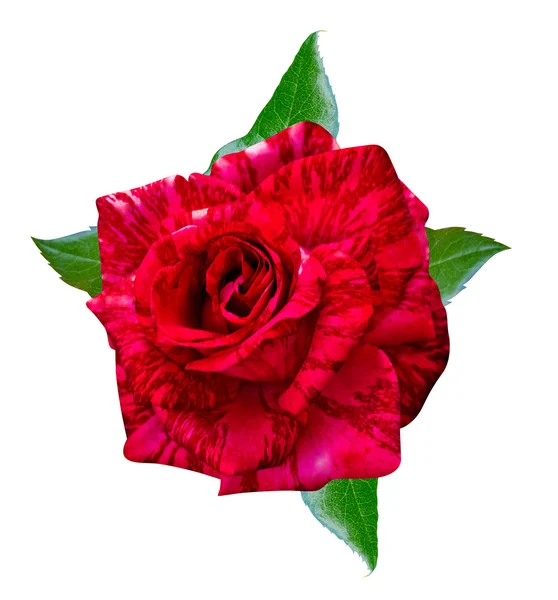 Rosa rossa che fiorisce — Foto Stock