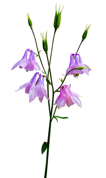 Purple bell flowers — Stock Photo, Image