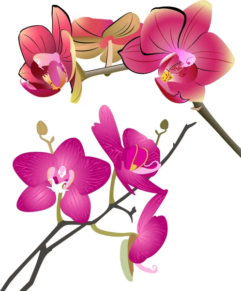 Fleurs d'orchidée striées — Image vectorielle