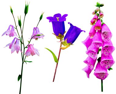 mavi çan çiçeği çiçek