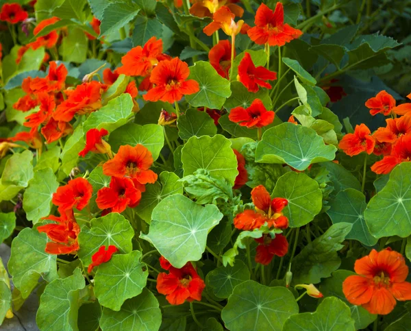 Nasturtium rode bloemen — Stockfoto