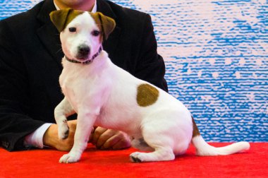 Jack Russell Teriyeri