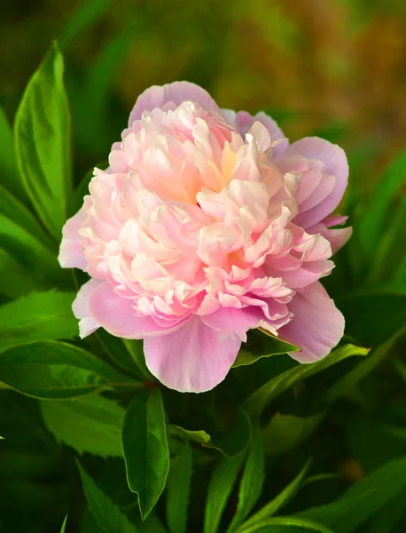 Flor de peónia rosa — Fotografia de Stock