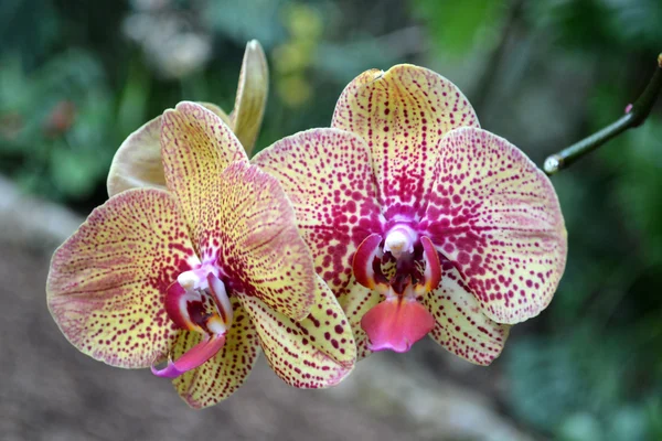Beautiful orchids flowers — Stock Photo, Image