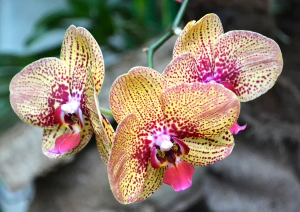 Beautiful orchids flowers — Stock Photo, Image