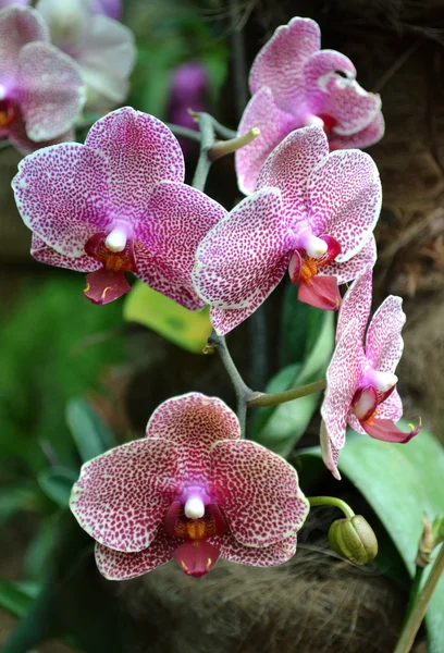 Belles fleurs d'orchidées — Photo