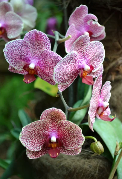 Beautiful orchids flowers — Stock Photo, Image