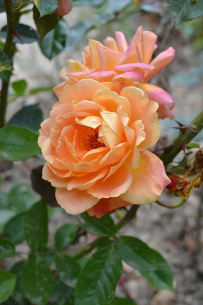 Piękny pomarańczowy rose — Zdjęcie stockowe