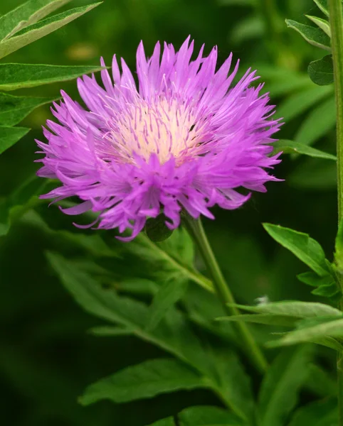 Güzel pembe çiçek — Stok fotoğraf