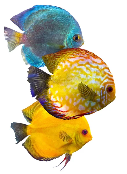 Exotic  Fishes discus — Stock Photo, Image