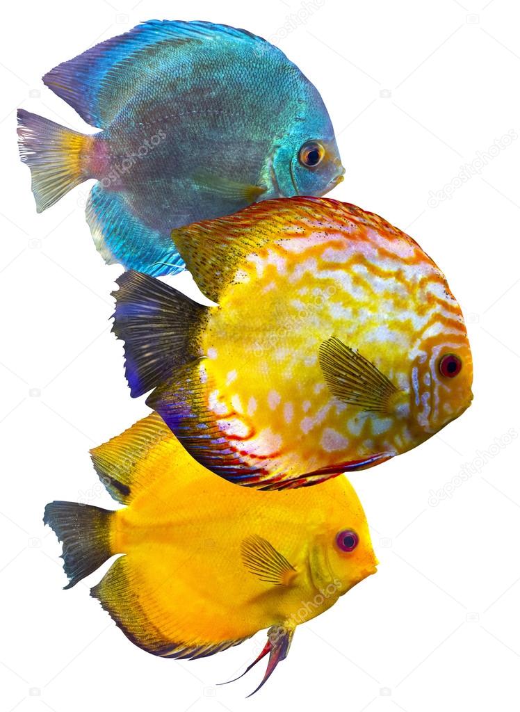 Exotic  Fishes discus